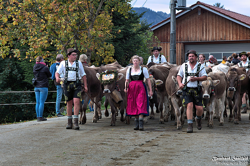 Bernhard Saalfeld - Viehscheid (3v9)
